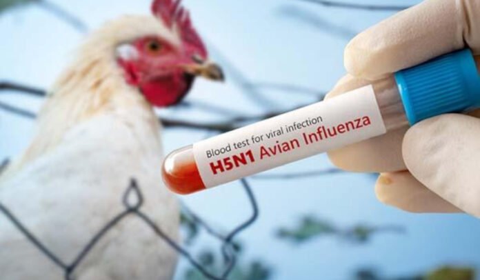 Bird flu Bird flu
