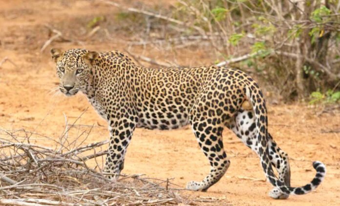 Leopard
