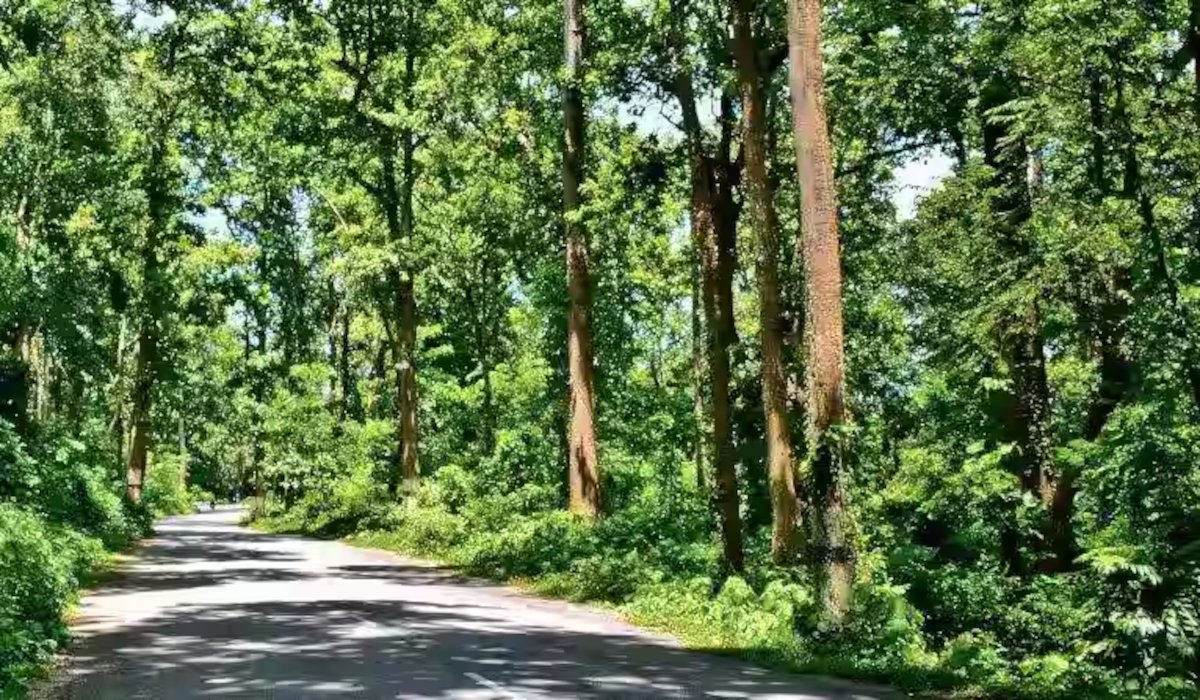 Mussoorie Forest Division