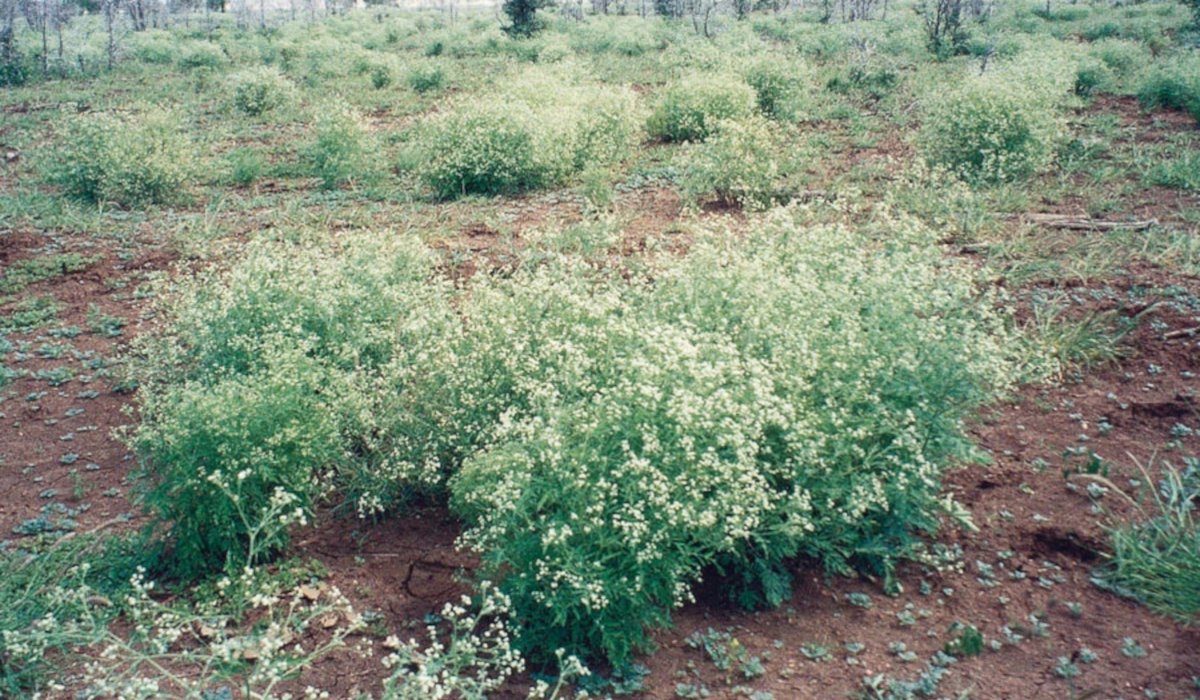 Parthenium hysterophorus or congress grass