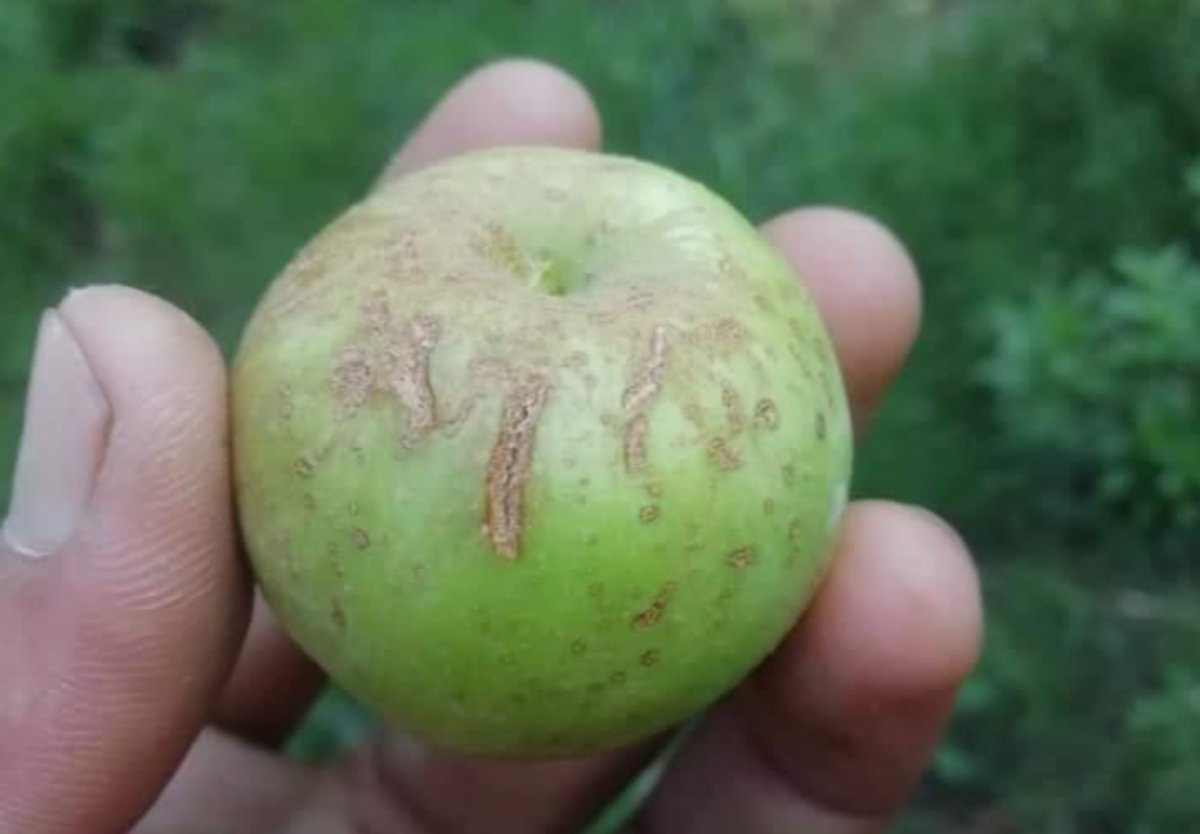Apples battered by hailstorm