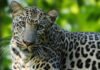 State Plans Wildlife Sterilisation Centres as Animal Attacks Rise Leopard