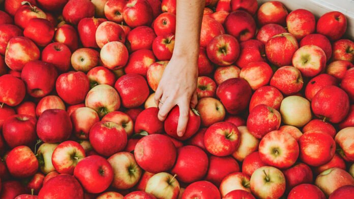 Apples Apples