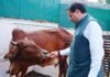 Govardhan Puja: CM Dhami Highlights Cow Protection Efforts Pushkar Singh Dhami performing Govardhan Puja