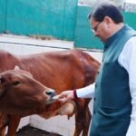 Govardhan Puja: CM Dhami Highlights Cow Protection Efforts Pushkar Singh Dhami performing Govardhan Puja