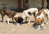 Urban Bodies To Set Up Designated Dog Feeding Zones Stray dog feeding zones