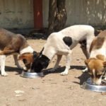 Stray dog feeding zones