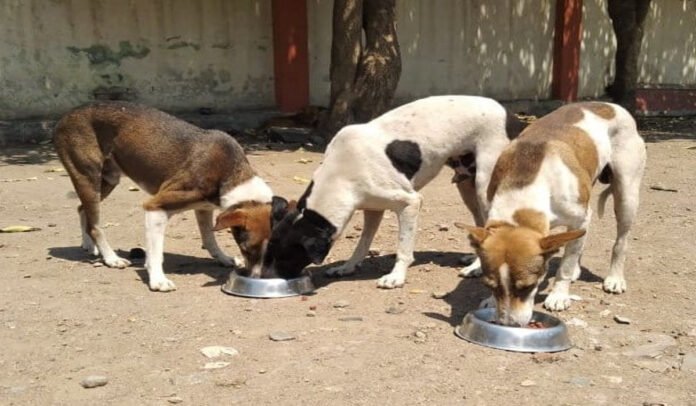 Stray dog feeding zones
