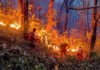 Forest Fire Near CMO Office In Almora Brought Under Control Almora forest fire