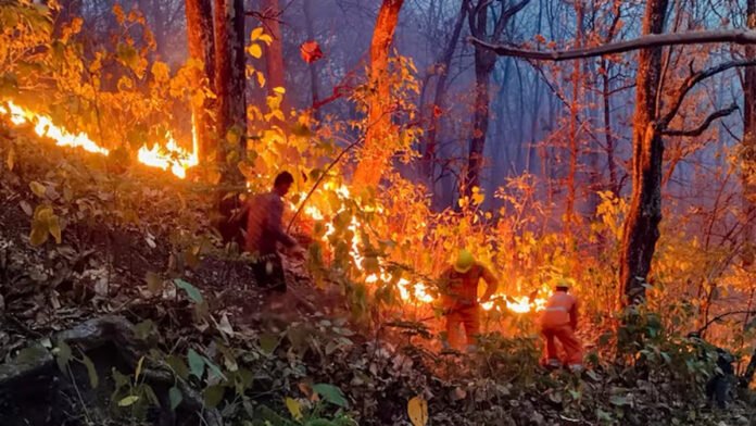 Almora forest fire