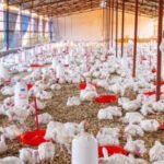 Uttarakhand Rolls Out Poultry Development Policy 2025 Uttarakhand Poultry Development Policy 2025