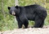 Bear Attack: Child Dragged From Classroom in Chamoli Bear