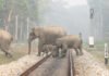 Baby Elephant Killed After Being Hit by Train Near Haridwar Elephants crossing railway track