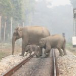 Baby Elephant Killed After Being Hit by Train Near Haridwar Elephants crossing railway track