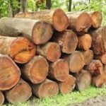 Over 200 Illegal Sal Logs in Nainital, Probe Underway Representative image of sal logs