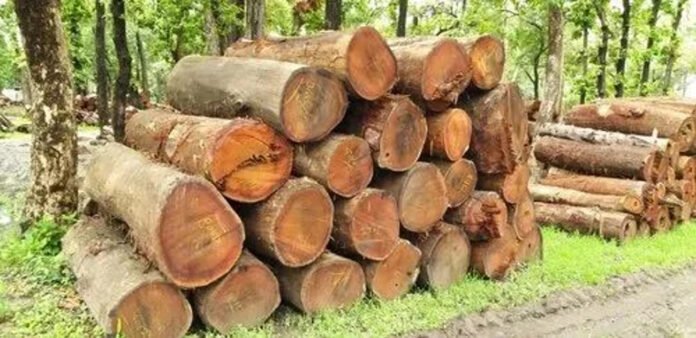 Representative image of sal logs